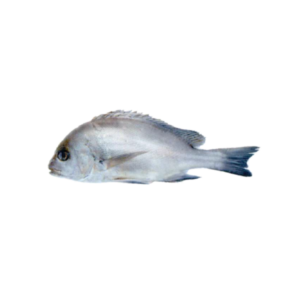 1784503426918blob 600x600