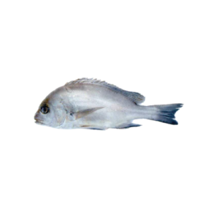 1784503426918blob